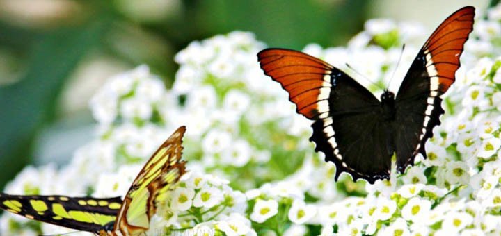 Киевская выставка живых бабочек и других насекомых скидки и акции