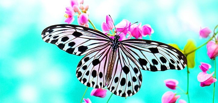 Киевская выставка живых бабочек и других насекомых акции и скидки