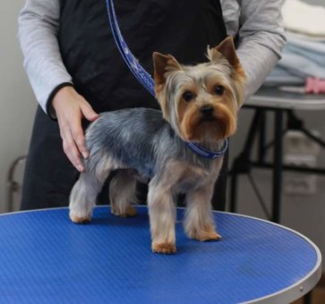 Grooming and grooming of dogs in the studio «Best dog». Call for a discount