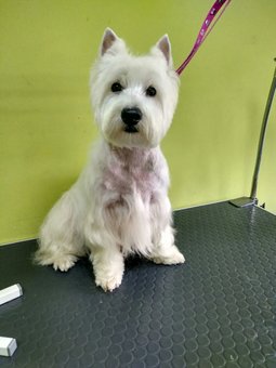 Модельна стрижка собак в «dogstar» grooming salon в києві. записуйте тварина акцією.