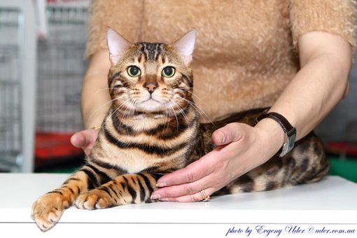 Purebred Bengal kittens in the Odessa cattery ADesaDiamond with delivery across Ukraine. Buy at a discount.10