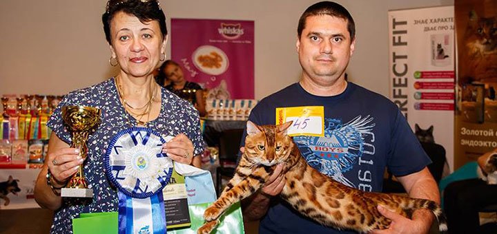 Котята бенгалов в одесском питомнике «А-ДессаДаймонд» с доставкой по Украине. Покупайте со скидкой.