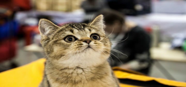 Выставка котов 2017 от «SHERRY CAT CLUB». Покупайте билеты со скидкой.