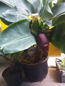 Indoor dwarf banana in the Tropikanka online store in Kiev. Buy a plant at a discount.
