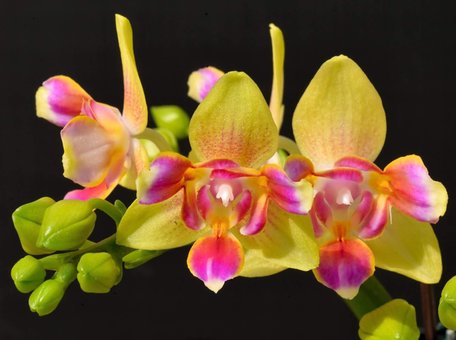 Орхидеи сортовые в интернет-магазине «ЦветОК» в Днепре. Покупайте по акции.