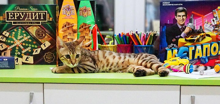 Посещение котейни «Cat House» в Днепре 