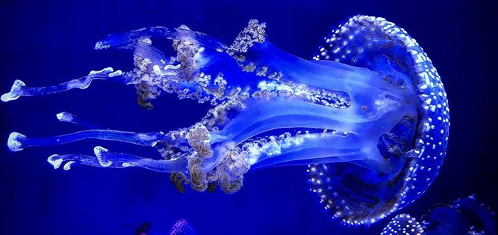 Скидки на отдых в музее медуз в Киеве2