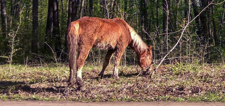 Акция на услуги от конного центра «Конный Двор»