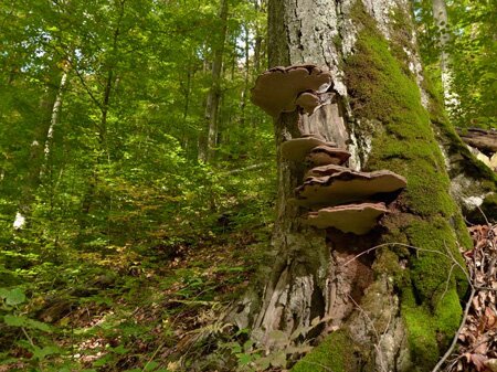 Национальный природный парк «Заколдованная долина»