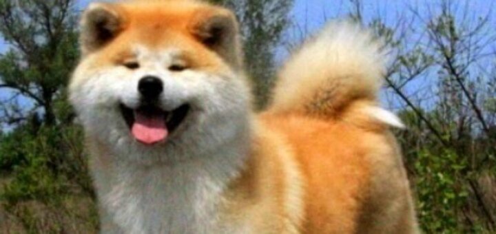 Низкие цены питомник «GO YOU DJENIMA KENNEL»