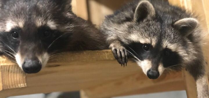 Coffee shop with raccoons in kharkov