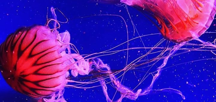 Jellyfish Museum in Kyiv, discounts on tickets