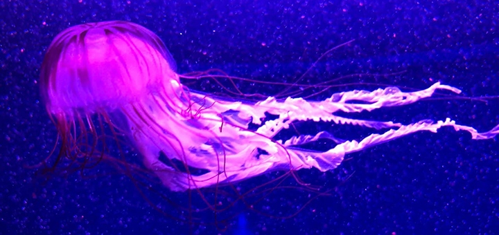 Музей Медуз в Киеве, скидки на билеты