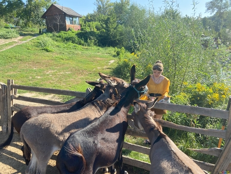 Osloff donkey farm near Kiev, donkey against the sky