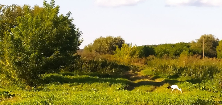 Оренда альтанок Альтанка. Бронюйте за акцією 11