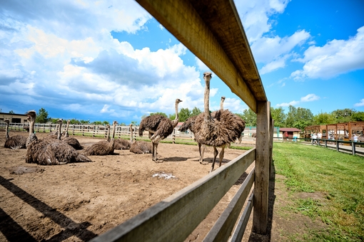 Yasnogorodka Family Ecopark near Kyiv 4