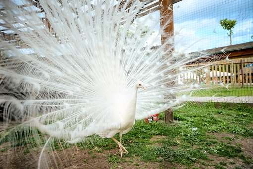 Yasnogorodka Family Ecopark, Zoo