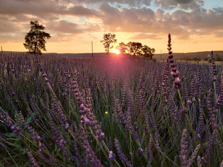 Kazkov Fields Flower Park. Visit for promotion 22