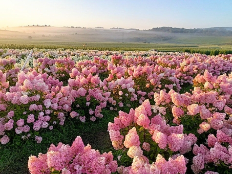 Kazkov Fields Flower Park. Visit for promotion 53