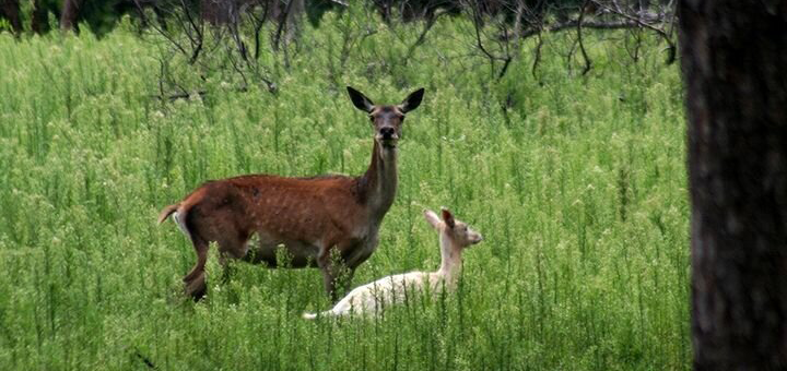 Beremitskoe Nature Park. Visit on special offer 22