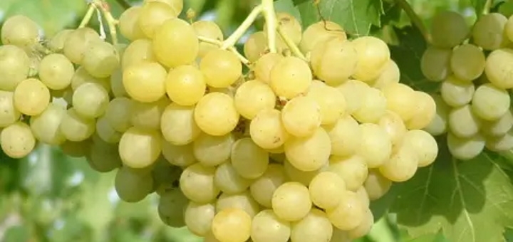 Berezhnyi Winery near Kyiv