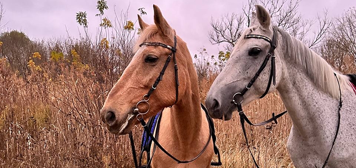 Конный клуб Golden horse в Харькове 2