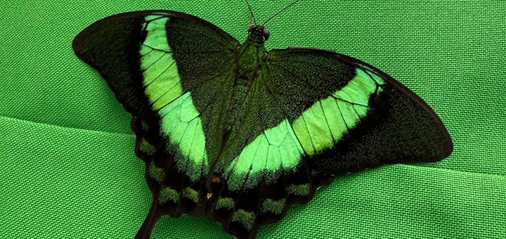 Live tropical butterfly exhibition at Special Offer 2