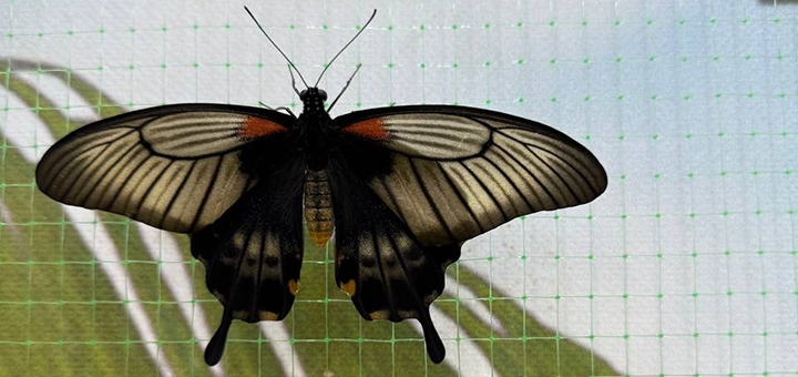 Live tropical butterfly exhibition at special offer 5
