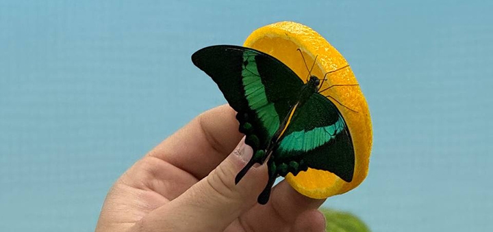 Live tropical butterfly exhibition at special offer #6