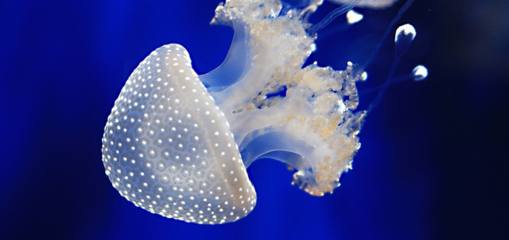 Музей Медуз в Киеве, билеты со скидкой 2