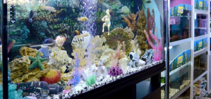 Promotions at the Pivdenny Aquarium Center