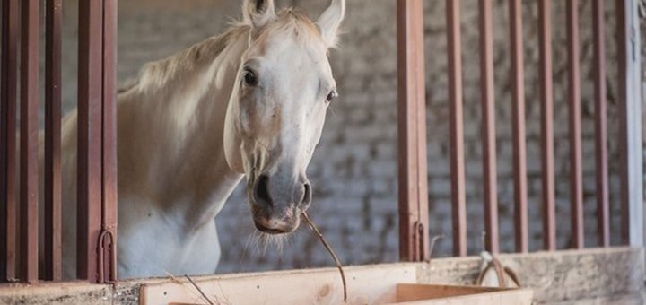 Конный клуб «Lucky Horse» посещайте по акции 2