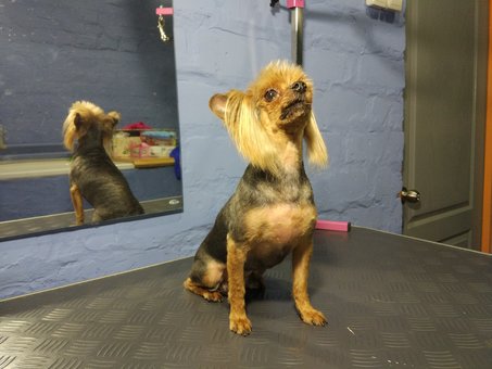 Стрижка собак київ в грумінг салоні «dog city». сплачуйте спа послуги для тварин акцією.